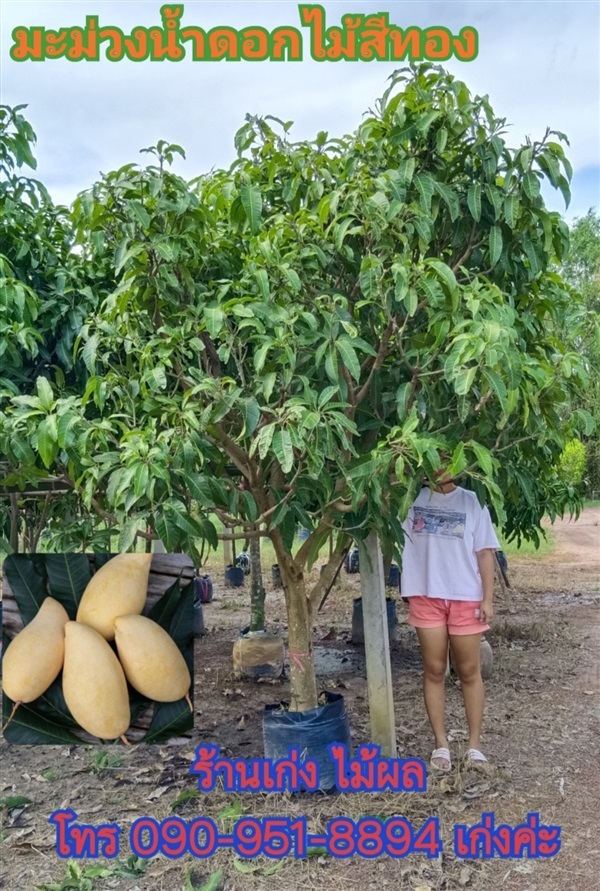 มะม่วงน้ำดอกไม้สีทอง | เก่ง ไม้ผล ตลาดต้นไม้ดงบัง ปราจีนบุรี - เมืองปราจีนบุรี ปราจีนบุรี