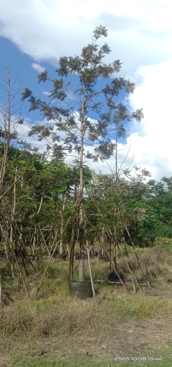ซิลเวอร์โอ๊ค | บุษกร พันธุ์ไม้ - สระบุรี