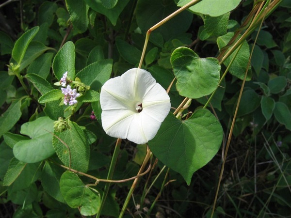 เถาสะอึก ขายเมล็ดพันธ์ | เมล็ดพันธุ์ดี เกษตรวิถีไทย - เมืองระยอง ระยอง