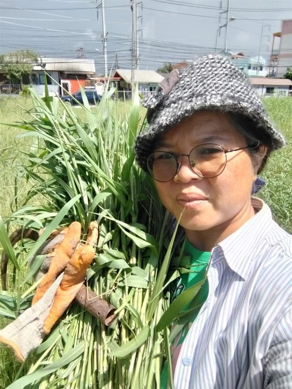 หญ้าขน ตัดยอดอ่อนขาย3กก100บาทสำหรับหนูแฮมเตอร์ | เมล็ดพันธุ์ดี เกษตรวิถีไทย - เมืองระยอง ระยอง