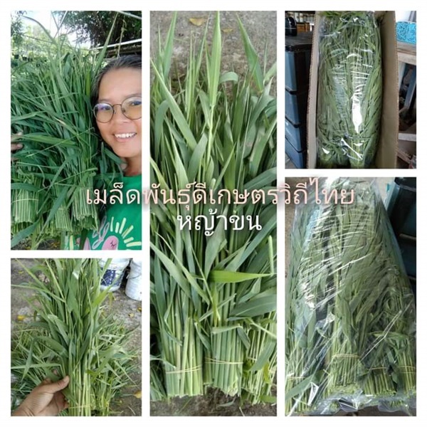 หญ้าขน ตัดยอดอ่อนขาย3กก100บาทสำหรับหนูแฮมเตอร์