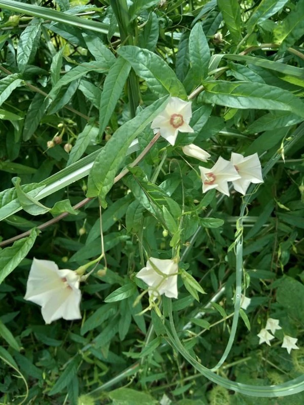 พระสราณี จิงจ้อร่างแห Xenostegia tridentata (L.)