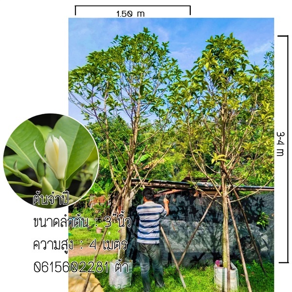 จำปี | สวนเพื่อนพฤกษาพันธุ์ไม้ -  สระบุรี