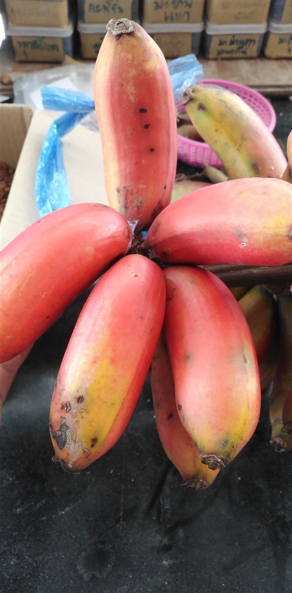 กล้วยนาคแดง | เมล็ดพันธุ์ดี เกษตรวิถีไทย - เมืองระยอง ระยอง