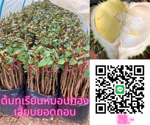 20 บาทต้นทุเรียนหมอนทองแท้เสียบยอด พันธุ์เปลือกบาง เม็ดเล็ก | สนั่นดังกล้าต้นไม้ - เมืองชุมพร ชุมพร