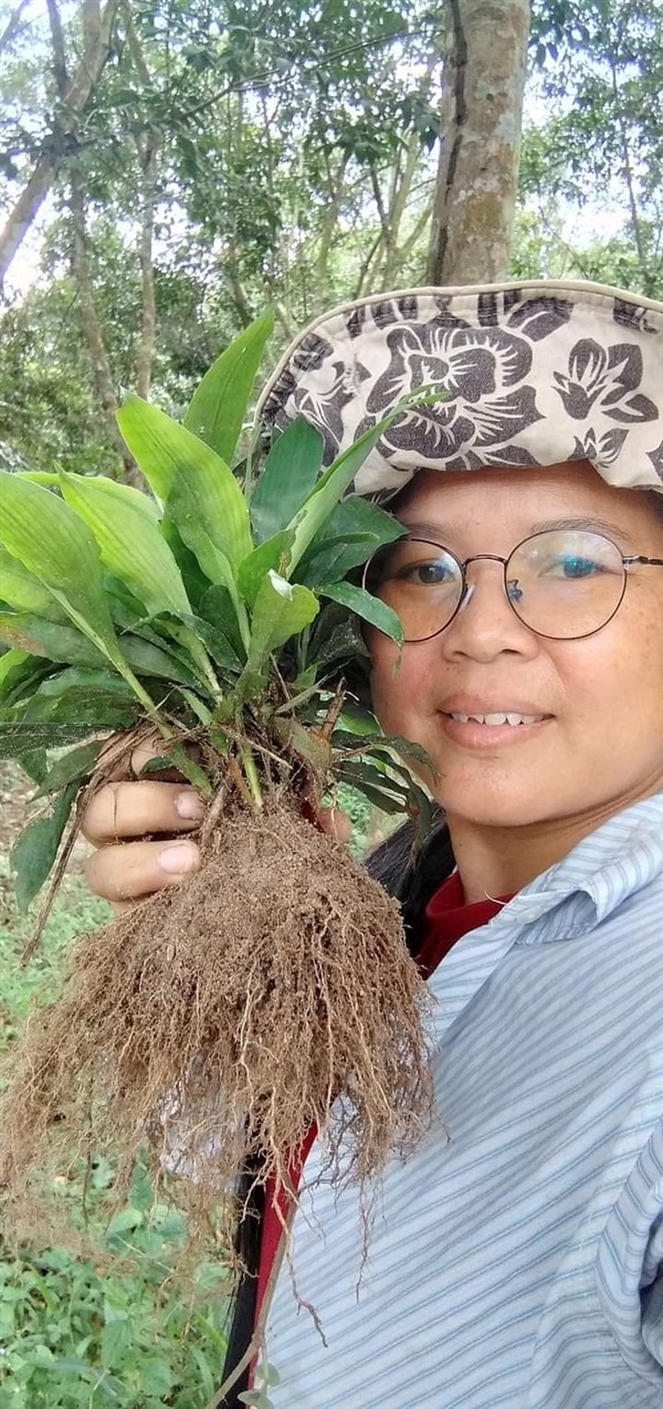 หญ้ารีแพร์ ขายเมล็ดพันธุ์/ต้นกล้า/ต้นสด/ต้นตากแห้ง | เมล็ดพันธุ์ดี เกษตรวิถีไทย - เมืองระยอง ระยอง