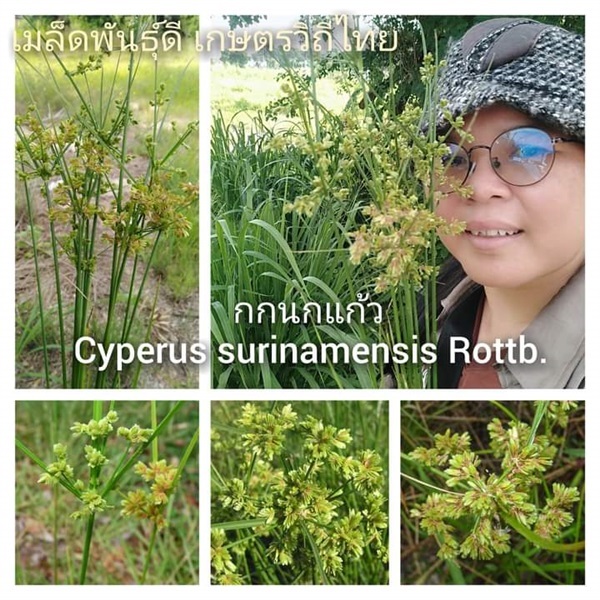 กกนกแก้ว Cyperus surinamensis Rottb | เมล็ดพันธุ์ดี เกษตรวิถีไทย - เมืองระยอง ระยอง