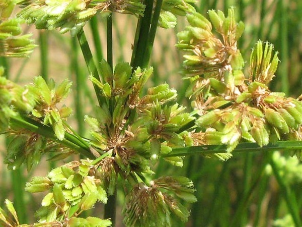 กกนกแก้ว Cyperus surinamensis Rottb