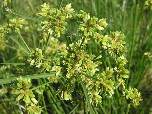 กกนกแก้ว Cyperus surinamensis Rottb | เมล็ดพันธุ์ดี เกษตรวิถีไทย - เมืองระยอง ระยอง