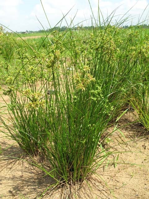 กกนกแก้ว Cyperus surinamensis Rottb