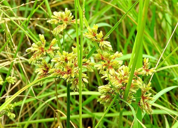 กกนกแก้ว Cyperus surinamensis Rottb | เมล็ดพันธุ์ดี เกษตรวิถีไทย - เมืองระยอง ระยอง