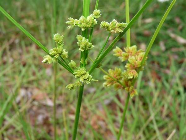 กกนกแก้ว Cyperus surinamensis Rottb | เมล็ดพันธุ์ดี เกษตรวิถีไทย - เมืองระยอง ระยอง