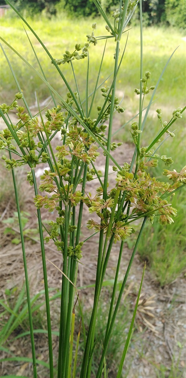 กกนกแก้ว Cyperus surinamensis Rottb | เมล็ดพันธุ์ดี เกษตรวิถีไทย - เมืองระยอง ระยอง