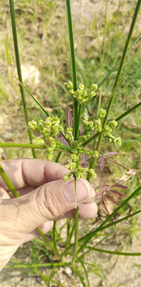 กกนกแก้ว Cyperus surinamensis Rottb