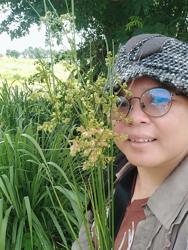 กกนกแก้ว Cyperus surinamensis Rottb | เมล็ดพันธุ์ดี เกษตรวิถีไทย - เมืองระยอง ระยอง