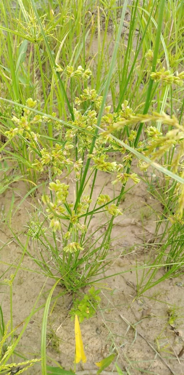 กกนกแก้ว Cyperus surinamensis Rottb | เมล็ดพันธุ์ดี เกษตรวิถีไทย - เมืองระยอง ระยอง