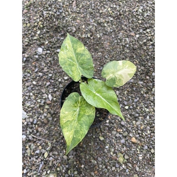 บอนหูช้างด่างเหลือง Alocasia gageana aurea 