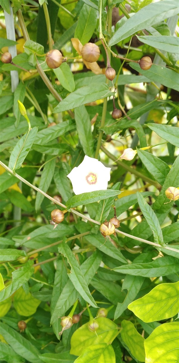 พระสราณี จิงจ้อร่างแห Xenostegia tridentata (L.)