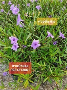 	 ต้นต้อยติ่งม่วง | สวนป้าแตงคลอง 14 -  ปทุมธานี