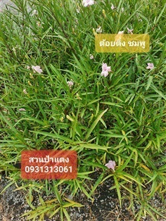 	 ต้อยติ่งสีชมพู | สวนป้าแตงคลอง 14 -  ปทุมธานี