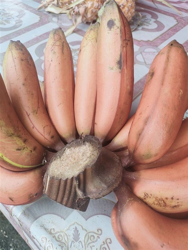 หน่อกล้วยนาก กล้วยครั่งหน่อกล้วยหายากกล้วยที่มีเปลือกสีแดง | เจซีฟาร์ม - เวียงชัย เชียงราย