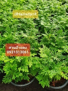 		 เฟิร์นกนกนารี