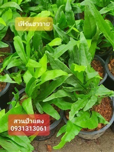 	 เฟิร์นฮาวาย