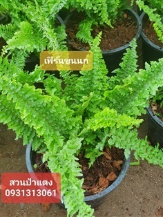 	 เฟิร์นขนนก | สวนป้าแตงคลอง 14 -  ปทุมธานี