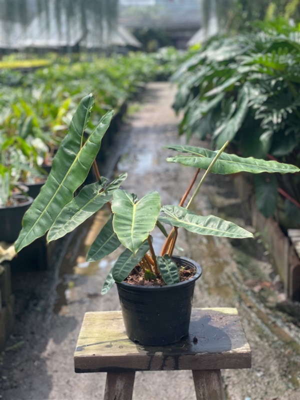 ฟิโลเดนดรอน ก้านส้ม Philodendron billietiae Croat | SUKYEN PLANTORY - สัตหีบ ชลบุรี