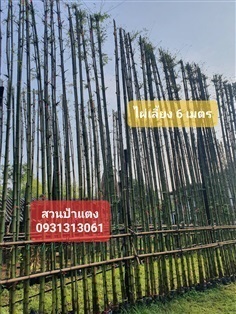 	 ไผ่ทำรั้ว สูง 6 เมตร | สวนป้าแตงคลอง 14 -  ปทุมธานี