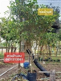 	 ต้นพุดน้ำบุศย์ | สวนป้าแตงคลอง 14 -  ปทุมธานี