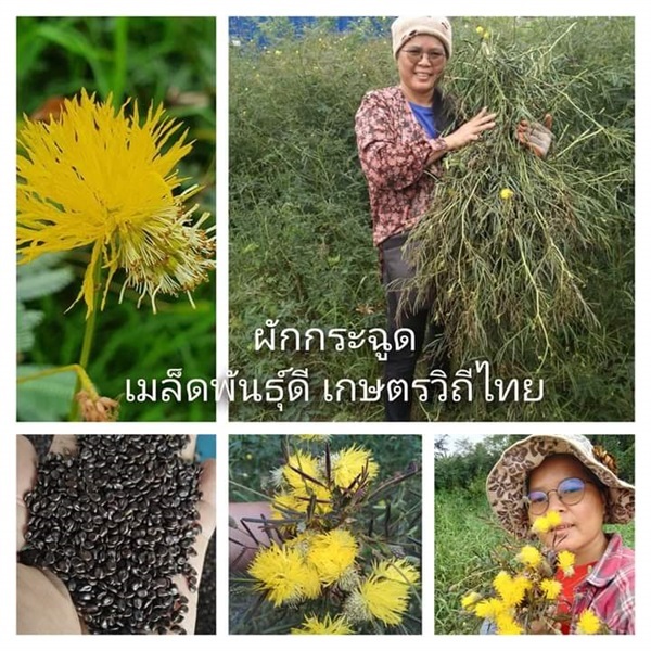 ผักกระฉูด กระเฉิดโคกขายเมล็ดพันธุ์ต้นกล้าต้นสดตากแห้ง | เมล็ดพันธุ์ดี เกษตรวิถีไทย - เมืองระยอง ระยอง