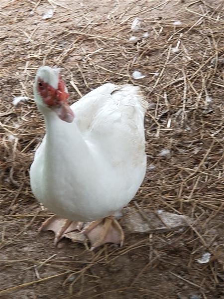 ขายพ่อพันธุ์ แม่พันธุ์เป็ดบาบารี่ สีขาว กำลังออกไข่ เลี้ยงอิ | สวนเอเดน โป่งน้ำร้อน - โป่งน้ำร้อน จันทบุรี