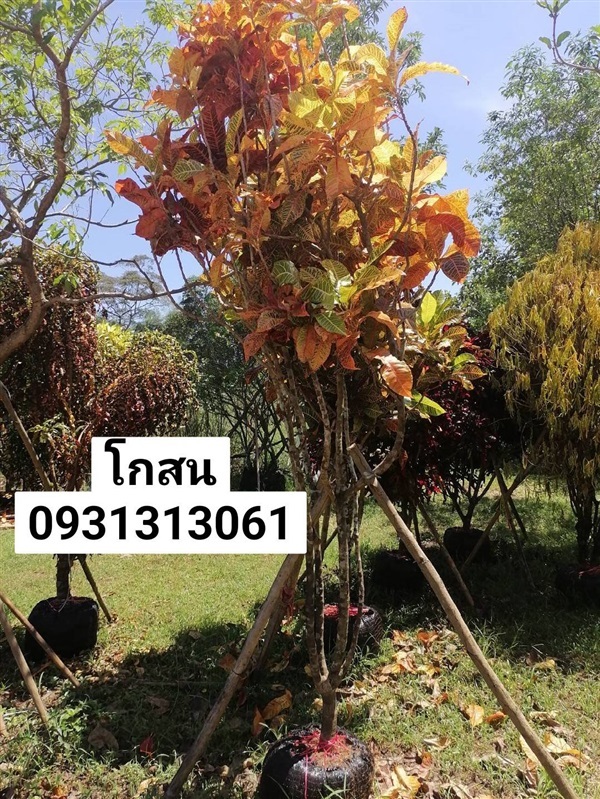 โกสน 3 เมตร | สวนป้าแตง คลอง 15 -  นครนายก