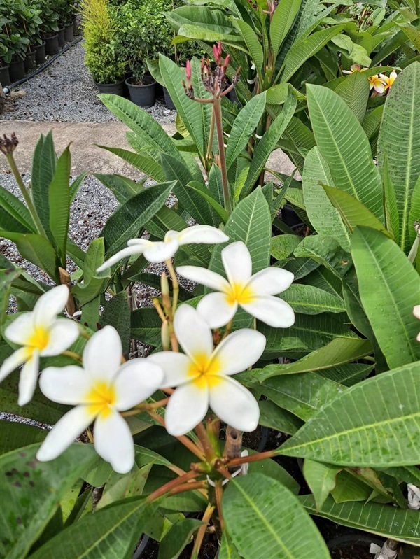 ต้นลีลาวดี ต้นลั่นทม Plumeria