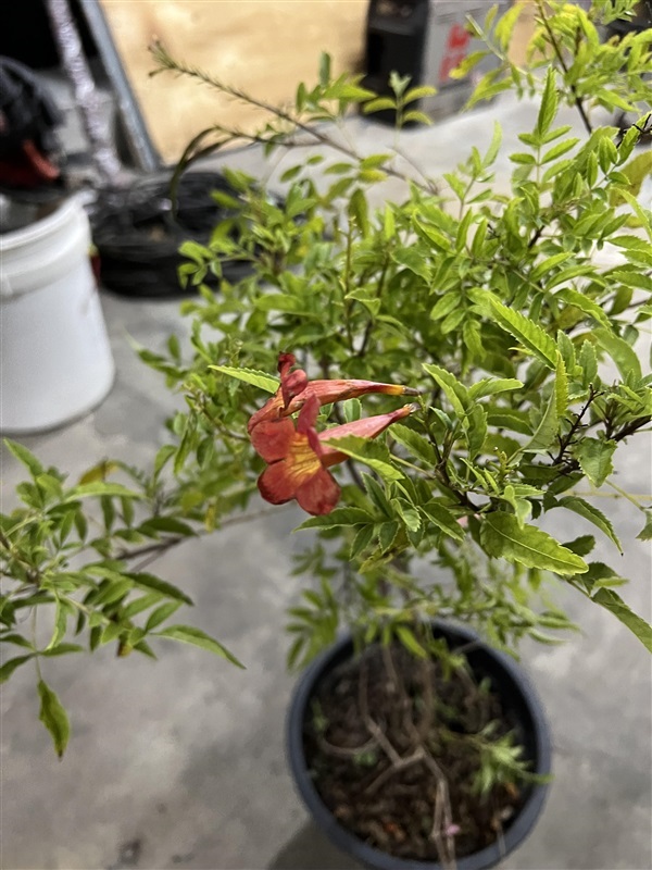 ทองอุไรสีแดง สีส้ม Yellow elder