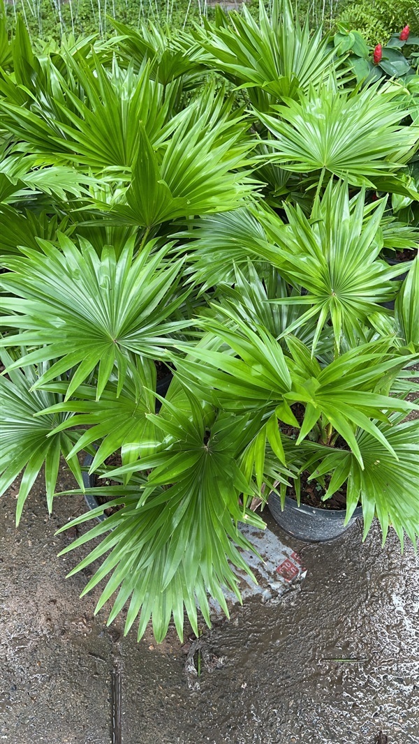 ปาล์มยะวา Footstool palm | Alungkarn - เมืองราชบุรี ราชบุรี