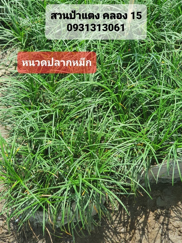 หนวดปลาหมึก | สวนป้าแตง คลอง 15 -  นครนายก