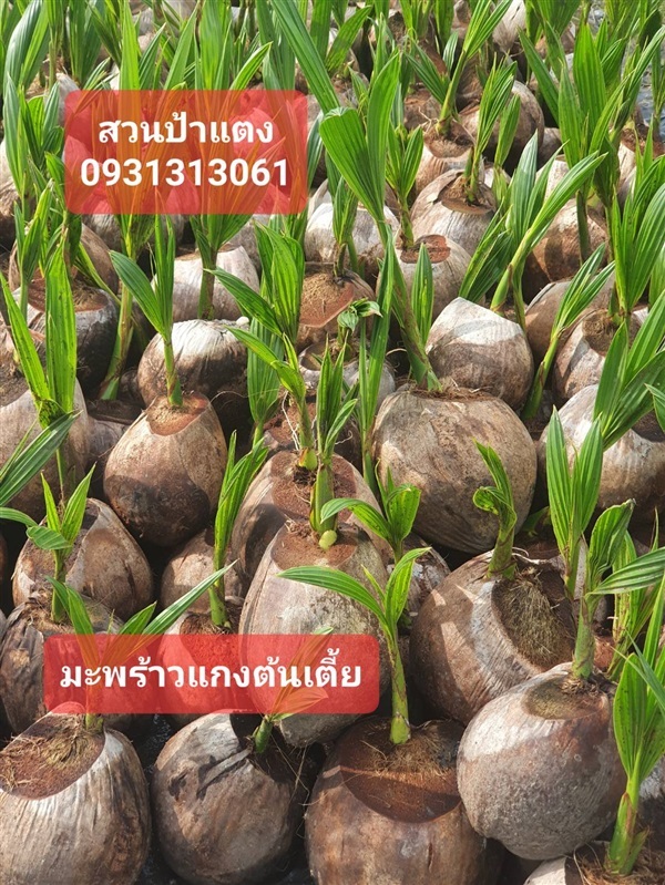 มะพร้าว | สวนป้าแตง คลอง 15 -  นครนายก