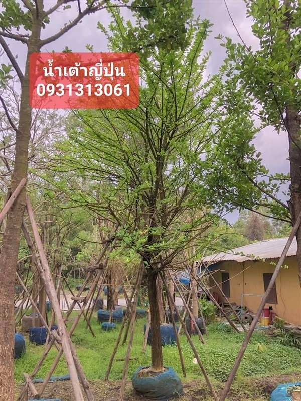 นำ้เต้าญี่ปุน | สวนป้าแตง คลอง 15 -  นครนายก