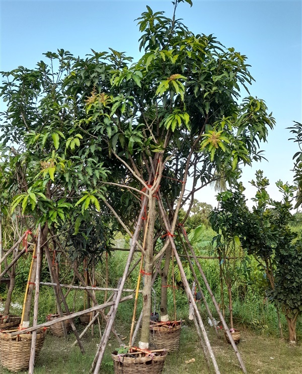 มะม่วงมันขุนศรี | สมบัติพันธ์ไม้ -  ปทุมธานี