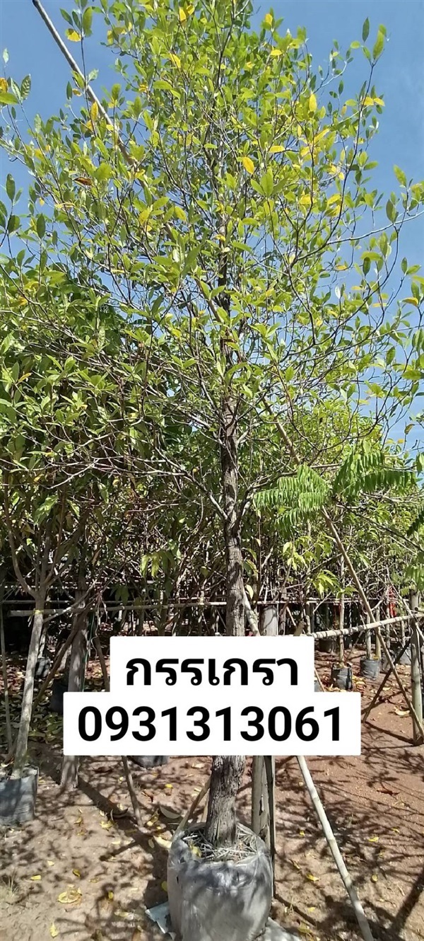 	 กรรเกรา