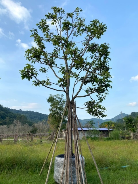 ต้นพยอมขนาด8นิ้ว | สวนตั้มเครนพันธ์ไม้ - แก่งคอย สระบุรี