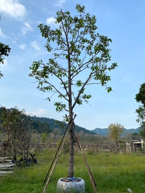 ต้นพยอม 7 นิ้ว | สวนตั้มเครนพันธ์ไม้ - แก่งคอย สระบุรี