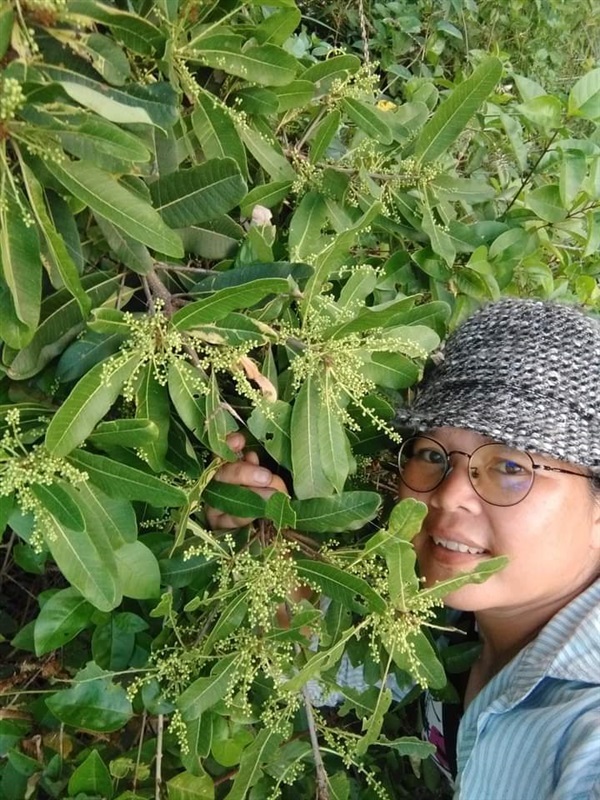 มะม่วงหัวแมงวัน ขายเมล็ดพันธุ์ | เมล็ดพันธุ์ดี เกษตรวิถีไทย - เมืองระยอง ระยอง