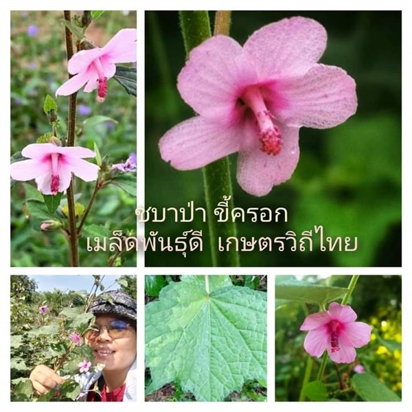 ชบาป่า ขี้ครอก ขายเมล็ดพันธุ์/ทั้งต้นสดตากแห้ง | เมล็ดพันธุ์ดี เกษตรวิถีไทย - เมืองระยอง ระยอง