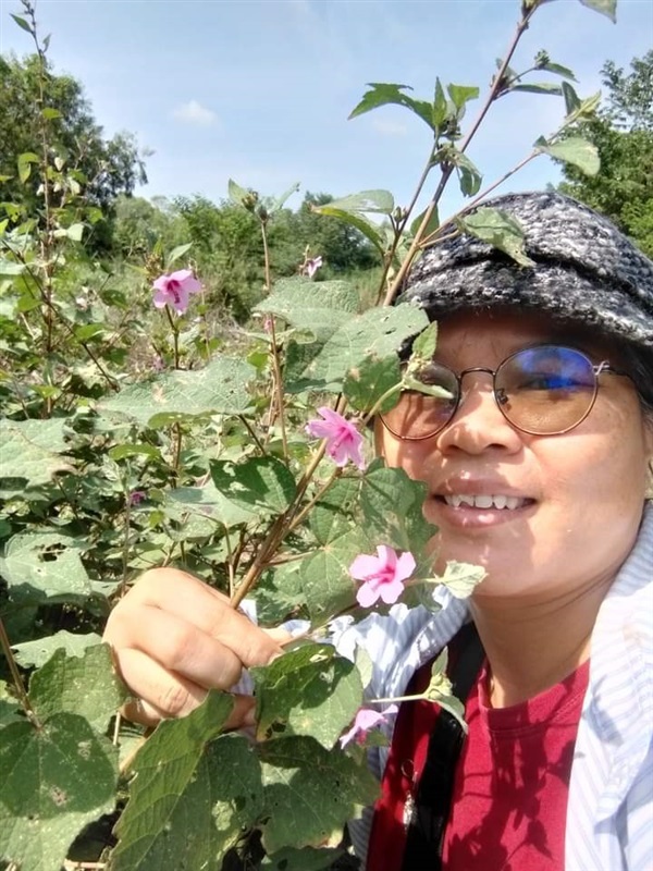 ชบาป่า ขี้ครอก ขายเมล็ดพันธุ์/ทั้งต้นสดตากแห้ง? | เมล็ดพันธุ์ดี เกษตรวิถีไทย - เมืองระยอง ระยอง