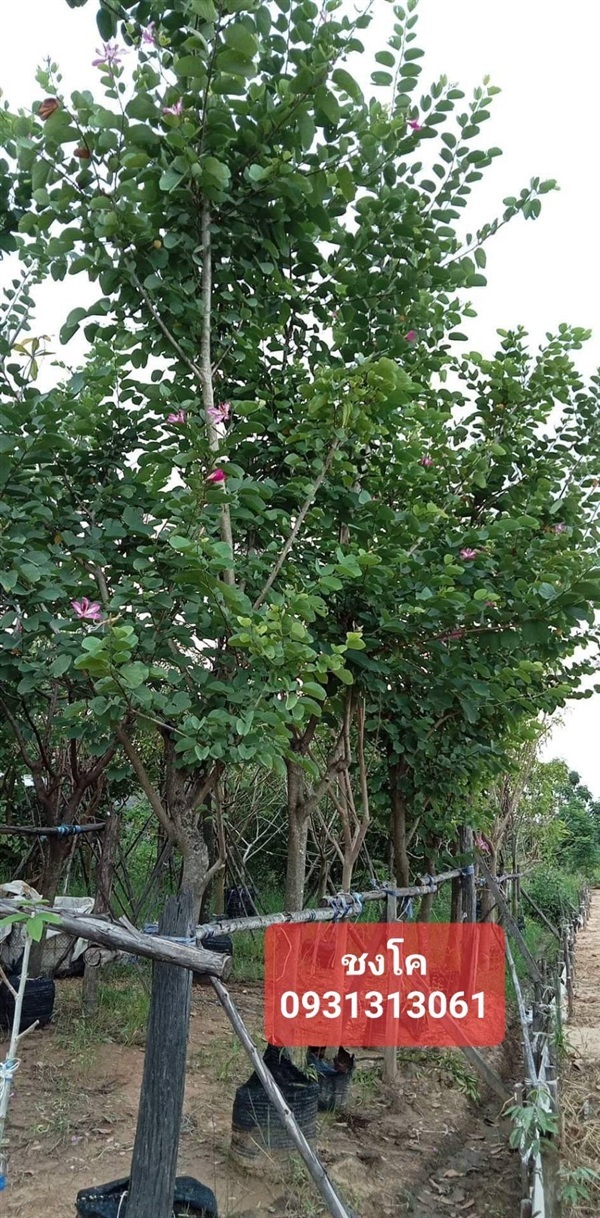 ชงโค | สวนป้าแตงคลอง 14 -  ปทุมธานี