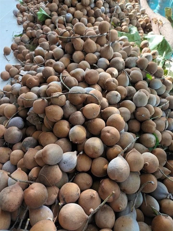 สมอภิเภก  ขายเมล็ดพันธุ์/ต้นกล้า  | เมล็ดพันธุ์ดี เกษตรวิถีไทย - เมืองระยอง ระยอง