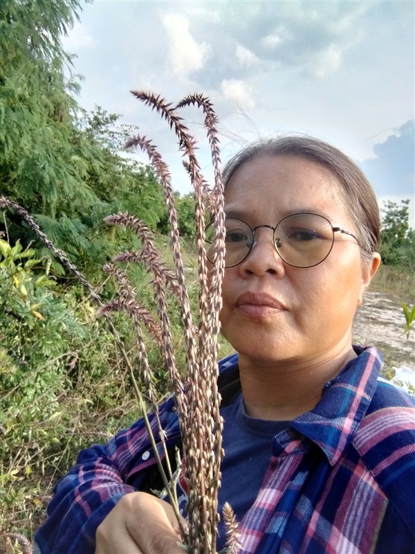 พันงูแดง  เมล็ดพันธุ์/ทั้งต้นสดตากแห้ง | เมล็ดพันธุ์ดี เกษตรวิถีไทย - เมืองระยอง ระยอง